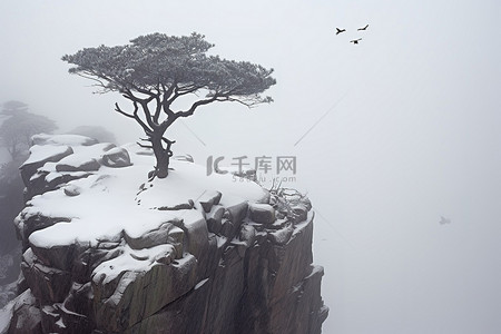 一棵树矗立在被雪覆盖的悬崖上