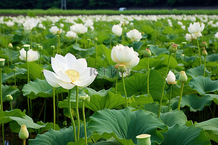 池塘花背景图片_大片田地里种植的莲花和鲜花