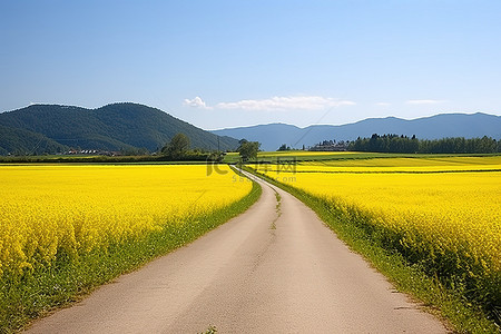 路穿过一片黄色的稻田