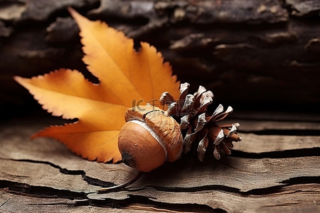 几片叶子和一颗坚果坐在一块木头上