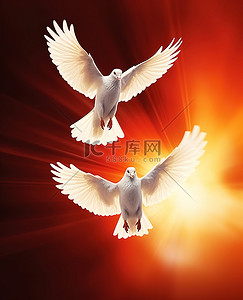 飞翔鸽子背景图片_两只白鸽在橙色燃烧的背景上飞翔
