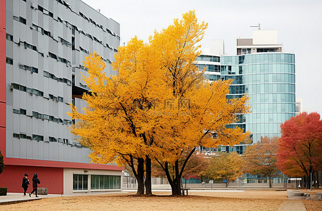 福背景图片_大楼后面有一棵红树