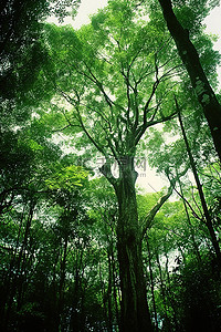 森林里长满了绿树，向天空开放