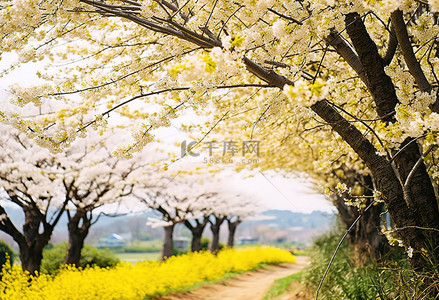 樱花摄影背景图片_济州岛樱花摄影