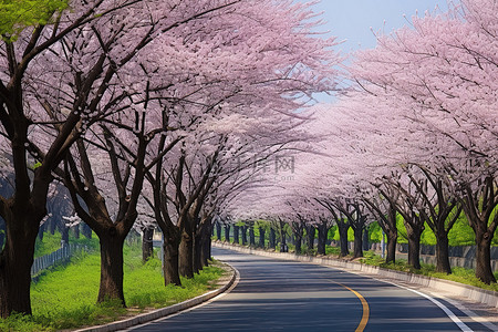 公路两旁绿树成荫，鲜花盛开