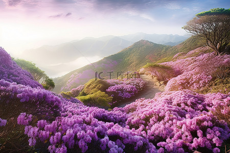 杜鹃花背景图片_艾芬豪杜鹃花