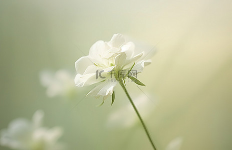 白色的花背景图片_茎上有白色的花