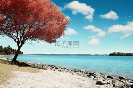 绿树成荫的海滩上一棵红树，蓝蓝的天空