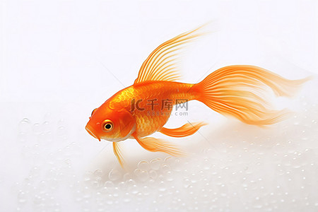贝类背景图片_白色表面上橙色鱼的照片