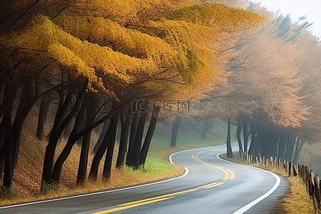 一条乡间小路，两旁有树