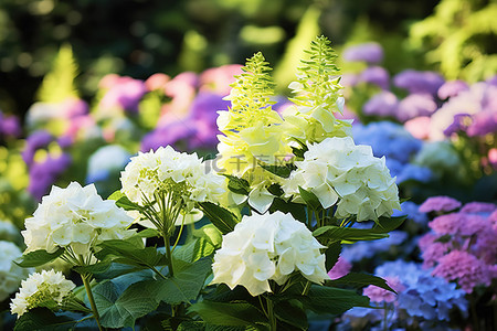 有规律的花坛背景图片_有白色和绿色花朵的花坛