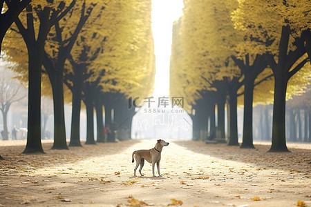 秋天里的枫叶背景图片_一只狗站在公园里的一棵树旁边