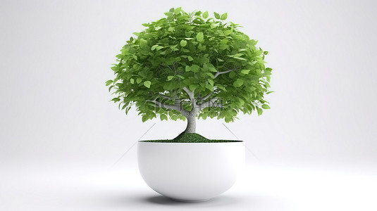 白色背景孤立的 3d 渲染的一棵白盆中的绿树