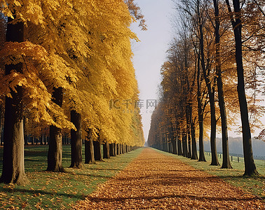 公园里秋天的一排树