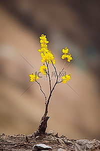 山茶花树背景图片_春天的一棵小树开满了花