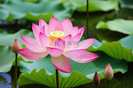 池塘花背景图片_在很多方面，莲花都是象征，睡莲是和平之花