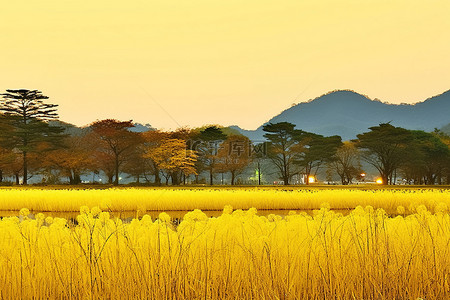 鸡草地背景图片_一片草地，后面有树，泛着黄色的光