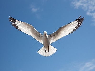 一只鸟在天空飞翔