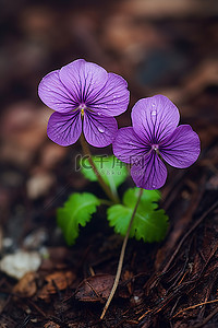 紫色紫色花背景图片_地上有两朵紫色的花