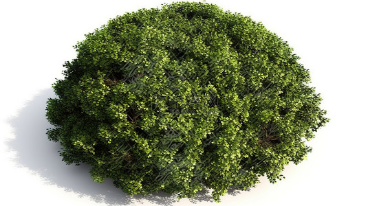 LMS多可爱你的分支背景图片_白色背景上孤立灌木的鸟瞰图 3D 插图
