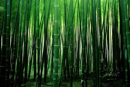 深绿色森林背景图片_竹树矗立在深绿色的森林中央