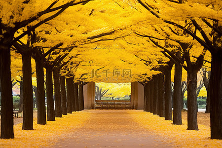 黄色的树叶和树木排列在公园里