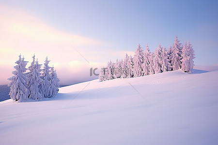 冬季景观的图像，树木被雪覆盖