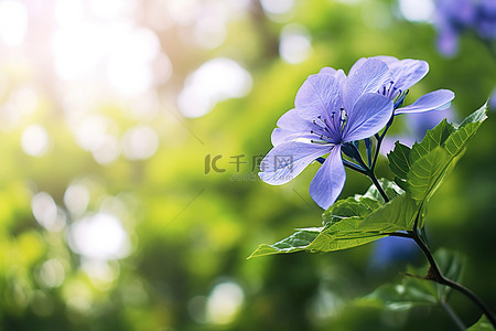 一朵蓝色的花在叶子和一些树之间