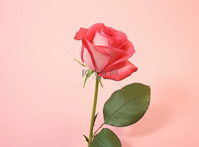 粉红色花背景背景图片_一朵粉红色的玫瑰坐在粉红色的背景上