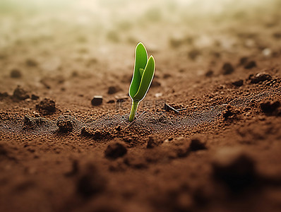 麦子发芽生长背景图片_一粒绿芽在泥土里发芽