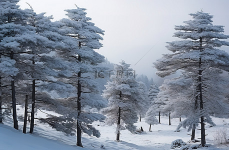 雪中​​的松树被雪覆盖