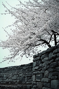石墙上开满了樱花