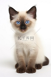 可爱猫背景背景图片_一只蓝眼睛的 saica 小猫坐在白色背景上