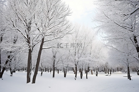 雪街道背景图片_公园里的树木被雪覆盖，白雪下的树木