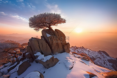 山顶上有一块岩石，上面有一棵大雪覆盖的树