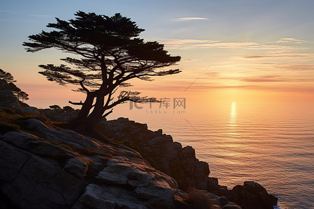海洋阳光背景图片_一棵树高高矗立，俯瞰着海洋阳光和岩石悬崖