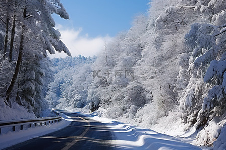 树林路背景图片_一条穿过松树林的积雪路