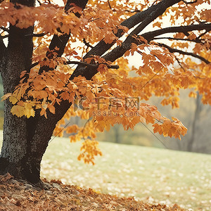 棕色叶子背景图片_公园里一棵树上的棕色叶子