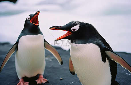 两只长着大嘴和黑色长毛的企鹅
