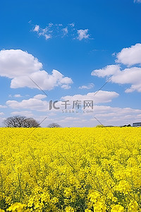 一片黄色的花朵和蓝色的天空