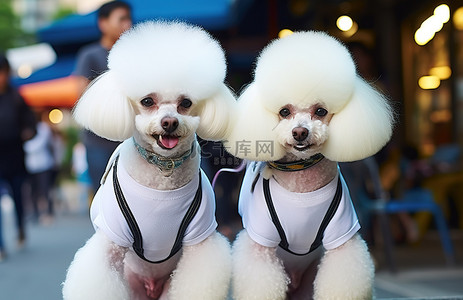 项圈小狗背景图片_两只戴着项圈的白色贵宾犬