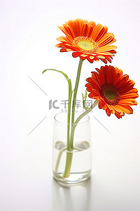 两朵橙色的花坐在白色表面的花瓶里