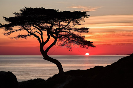 夕阳下海边的树的剪影