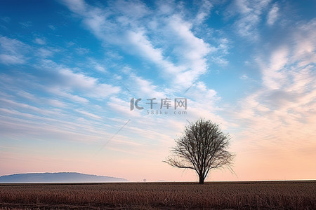 安靜背景图片_日出时田野中孤独的树