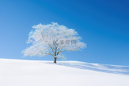 雪覆盖的山顶上的一棵树，顶部伸出一根树棍