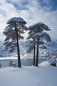 山区湖面上雪中的五棵松树