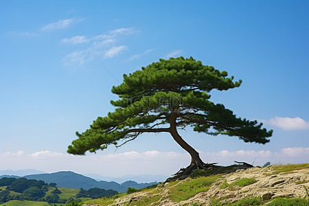 夏天的稻田背景图片_山顶上的一棵树