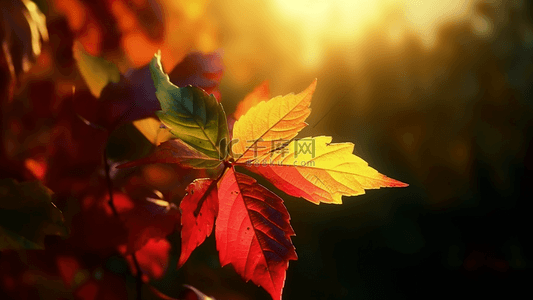 金秋时节背景图片_秋天植物树叶光线摄影广告背景