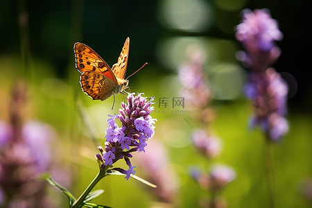 中秋菊盛开背景图片_一只棕色的蝴蝶坐在一些紫色的小植物上