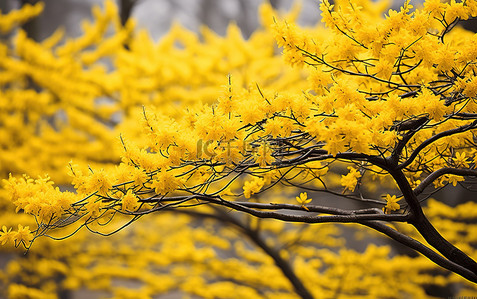 春天公园里盛开的黄色杜鹃花